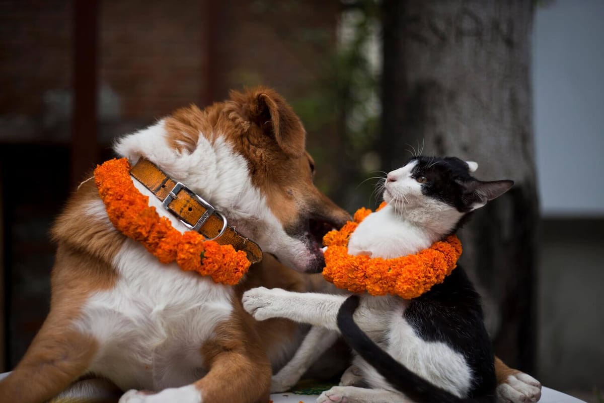 A dog and a cat, both wearing marigold garlands