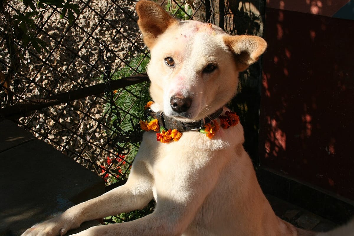 A dog with a red tika and a marigold garland on Kukur Tihar