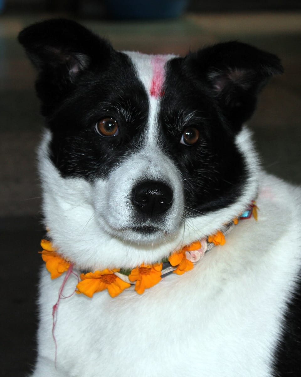 A black and white dog with a red tika and marigold garland